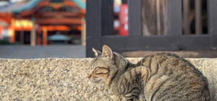 ペット供養僧侶派遣