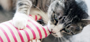 ペット遺品整理