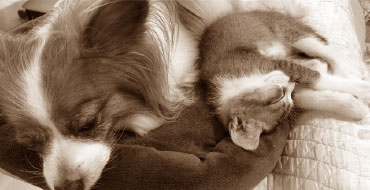 ペットが亡くなってしまったら