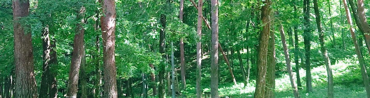 家族の想いに寄り添う森林散骨